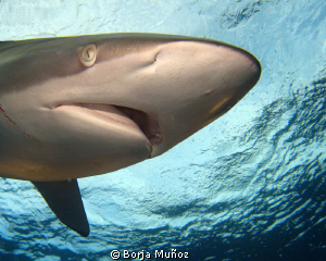 Silky shark by Borja Muñoz 
